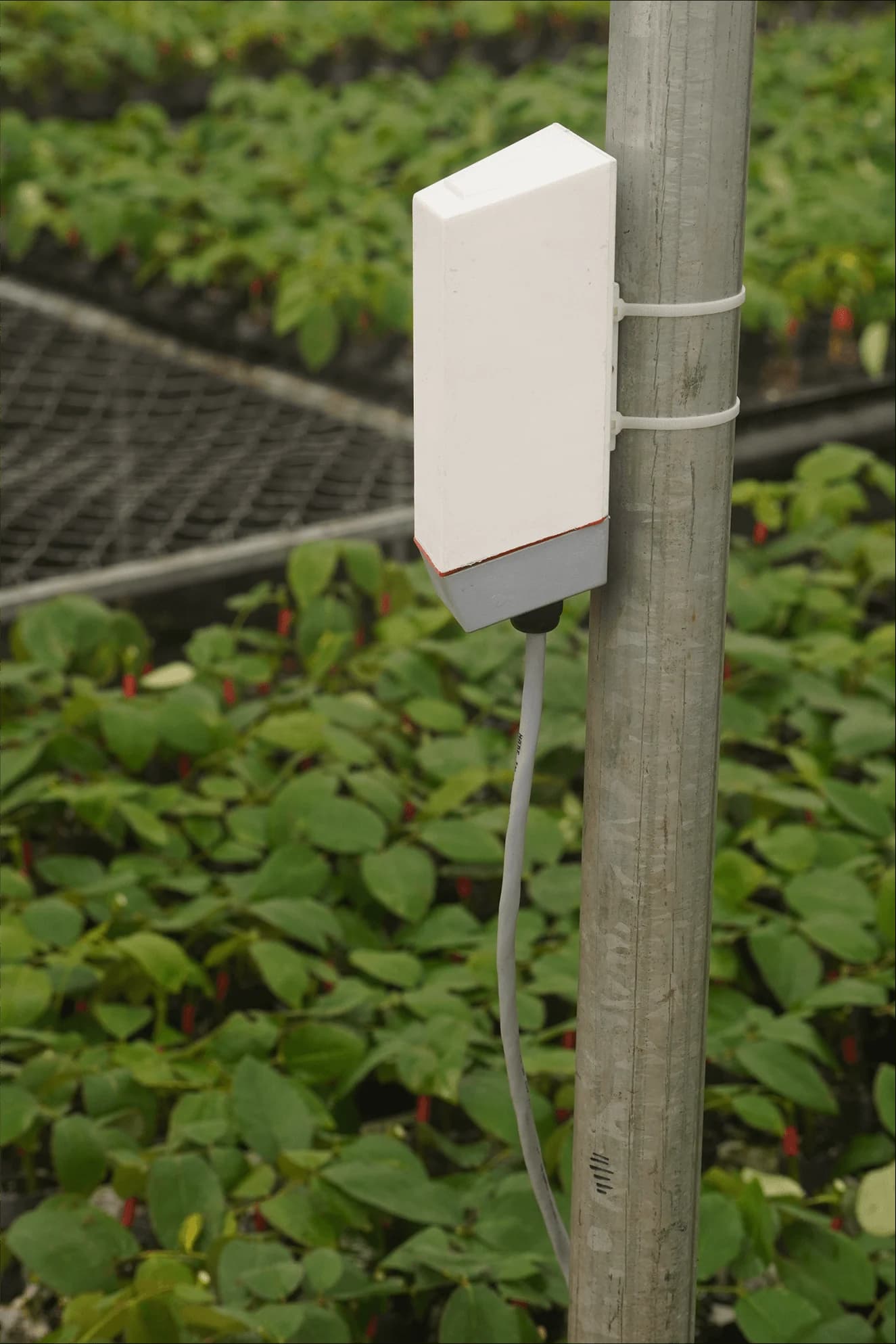 Wi-Fi soil sensor transmitter mounted on a post in a nursery